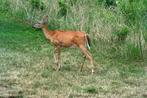 Cairngorm Holiday Bungalows, local wildlife